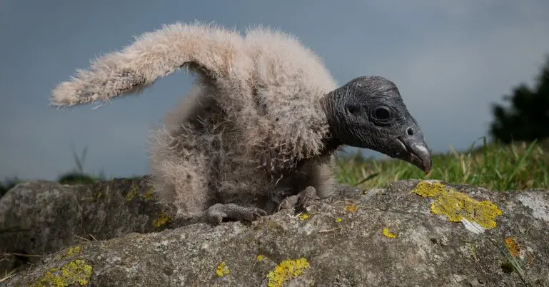 baby condor