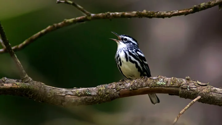 black-and-white Warblers