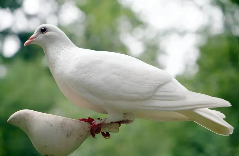 Dove resting outside