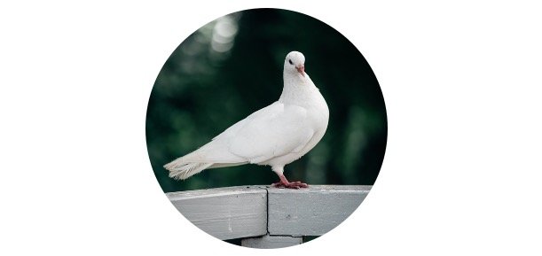How To Attract Doves To Your Yard