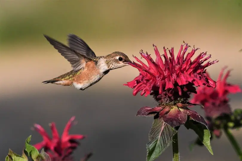 Hummingbird