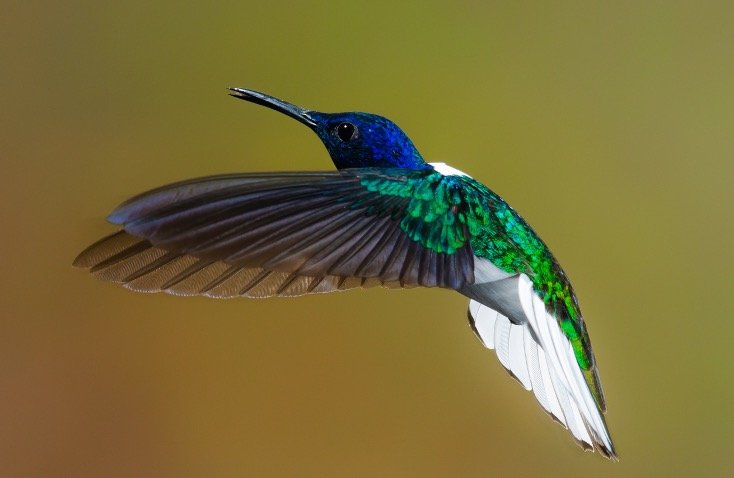 Hummingbird