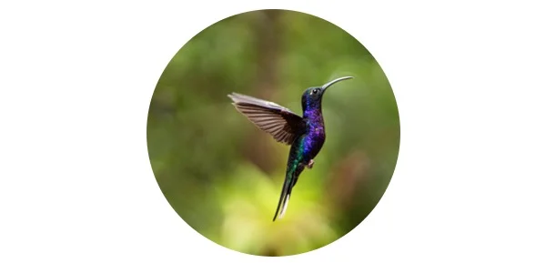 What Does It Mean To See A Hummingbird