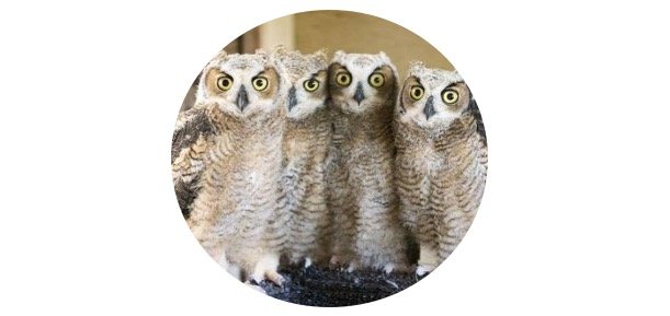 What Is A Group Of Owls Called