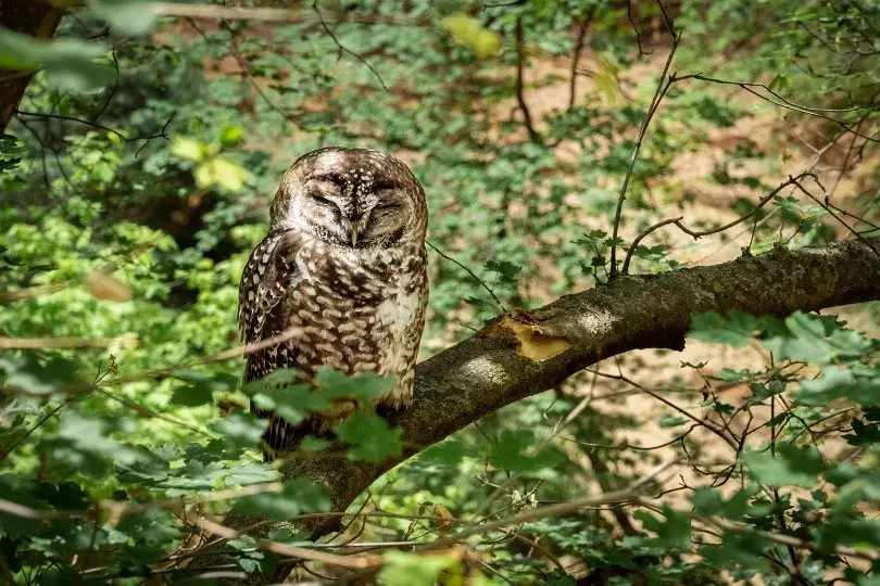 Sleeping owl