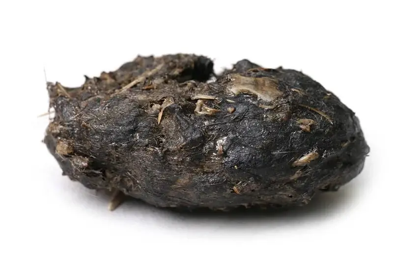 What Is An Owl Pellet