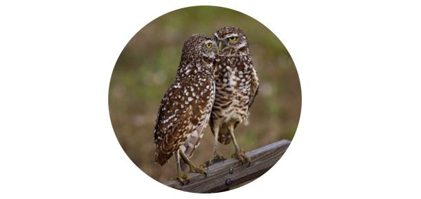 Why Do Owls Hoot