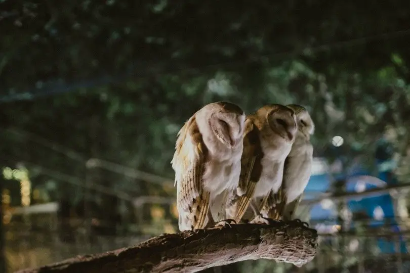 sleeping barn owl