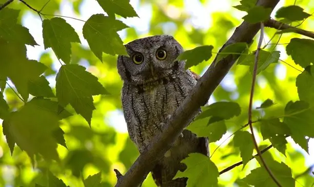 Screech Owl