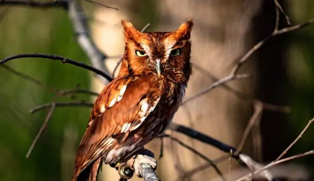 Screech Owl