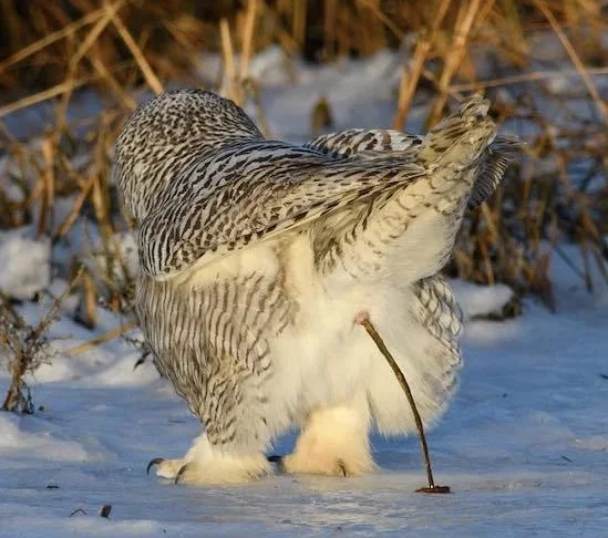 Snowy Owl pooping