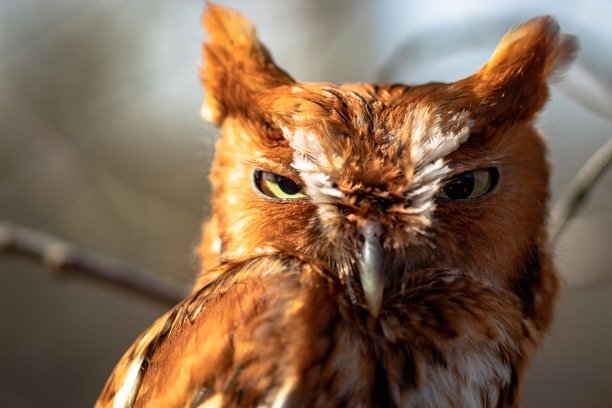 What Does a Screech Owl Sound Like 1