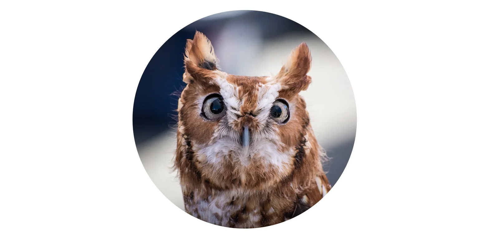 What Does a Screech Owl Sound Like