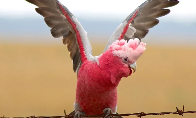 Pink Birds - Pink Cockatoo