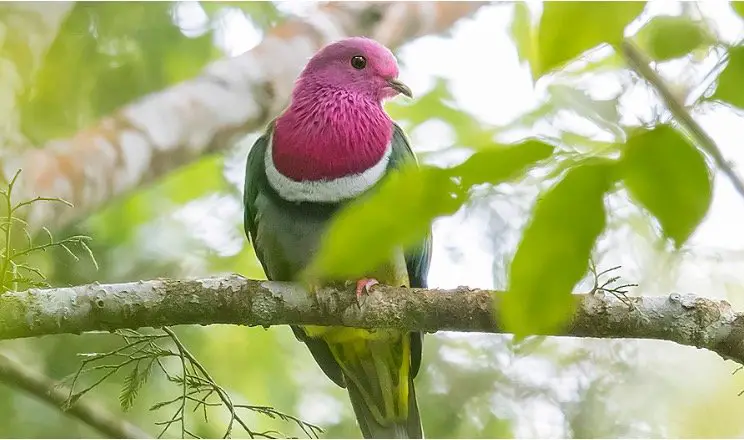 Pink-headed fruit dove
