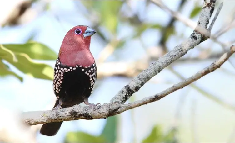 Pink-throated twinspot