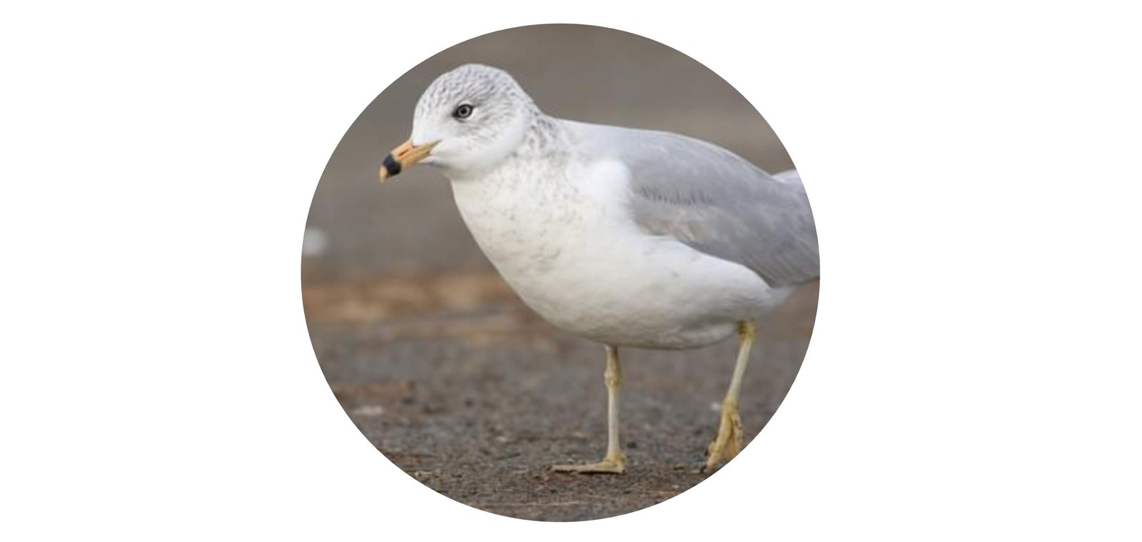White Birds in Florida - Ring-billed Gull