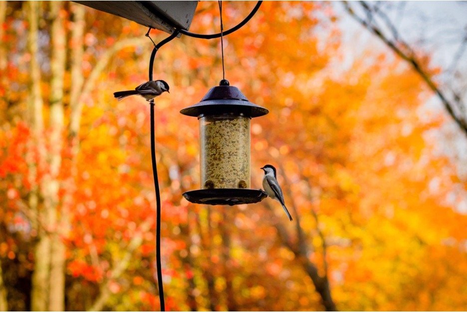 Birds on a black steel feeder