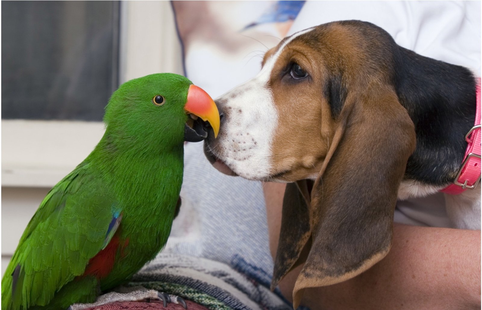 What Kind Of Dogs Are Good With Parrots Or Birds